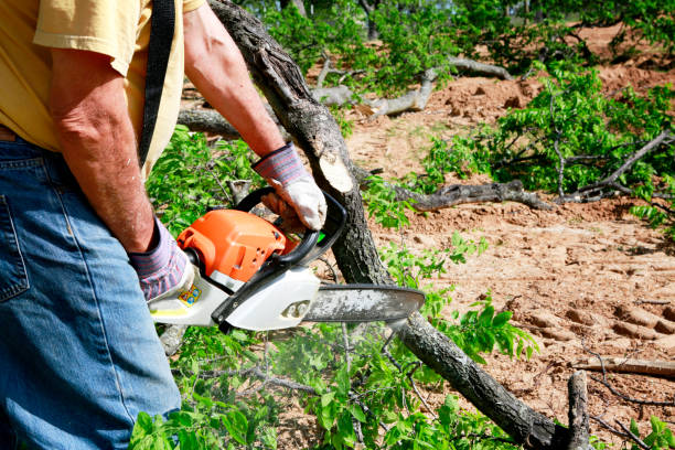 Best Tree Root Removal  in Raton, NM